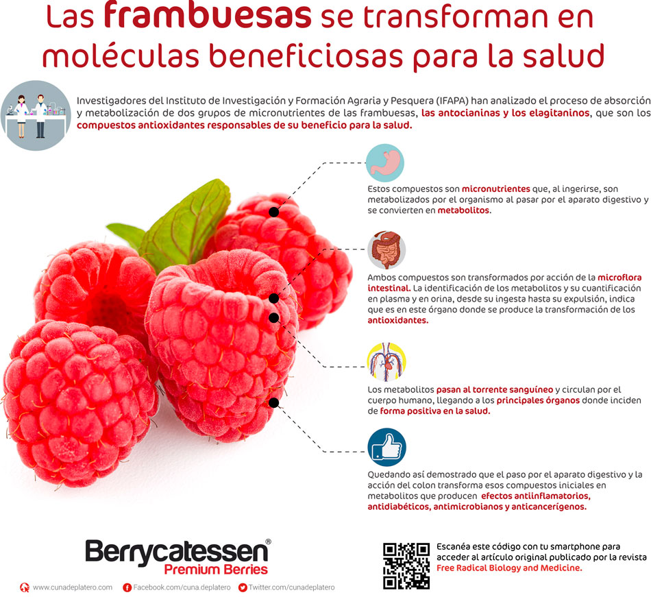 Las frambuesas se transforman en moleculas beneficiosas para la salud