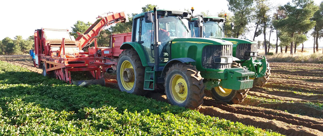 Cuna de Platero inicia la plantación de la fresa con el traslado desde vivero, selección y preparación de las plantas