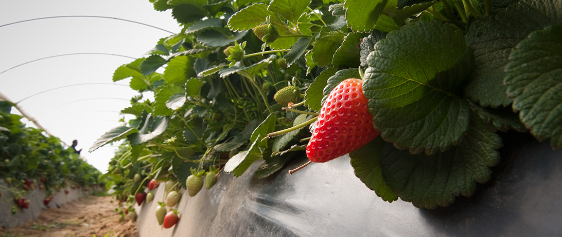 Cuna de Platero finaliza la plantación apostando por la diversificación y con la fresa como protagonista