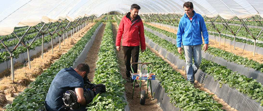 Cuna de Platero, protagonista de un reportaje de ‘Salud al Día’ sobre el consumo de berries y Moguer