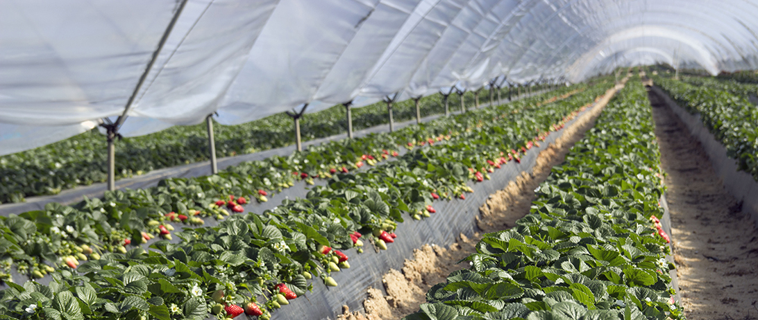 Cuna de Platero presentará en Fruit Logistica sus berries con calidad, sabor y vida postcosecha