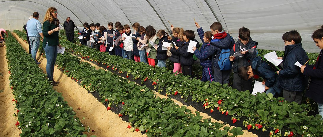 Cuna de Platero fomenta el conocimiento de las fresas a los alumnos del colegio Santo Ángel de Huelva