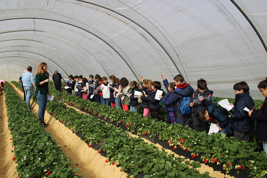 Cuna de Platero fomenta el conocimiento de las fresas a los alumnos del colegio Santo Ángel de Huelva