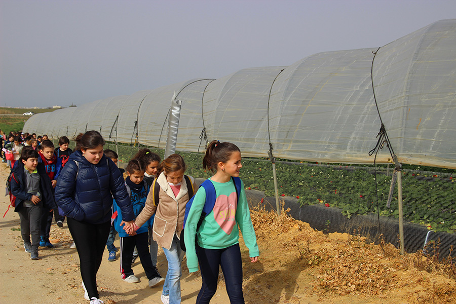 Cuna de Platero fomenta el conocimiento de las fresas a los alumnos del colegio Santo Ángel de Huelva