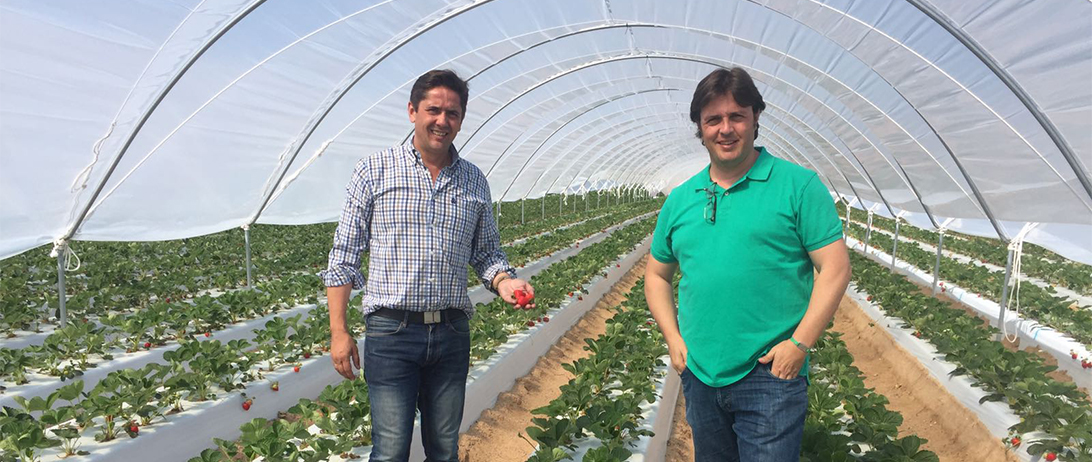 Cuna de Platero inicia la recolección de fresas en Ávila y cumple su objetivo de ofrecer fruta todo el año