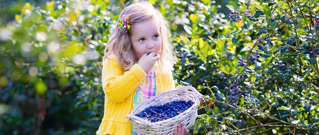 Los ‘berries', fuente de salud