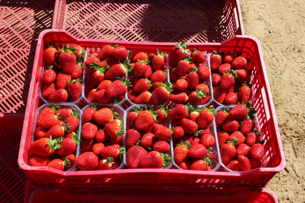 Las fresas de Cuna de Platero, protagonistas del programa "Salud al Día"