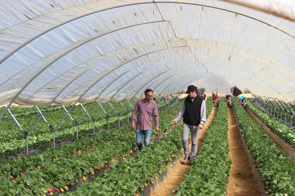 Las fresas de Cuna de Platero, protagonistas del programa "Salud al Día"