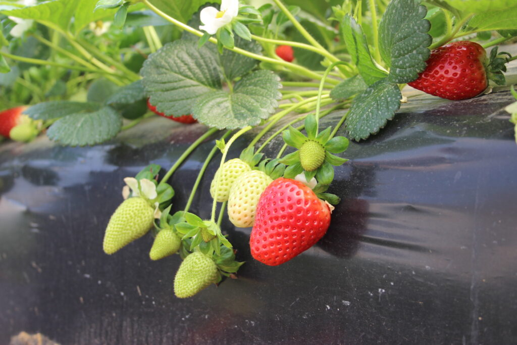 Las fresas de Cuna de Platero, protagonistas del programa "Salud al Día"