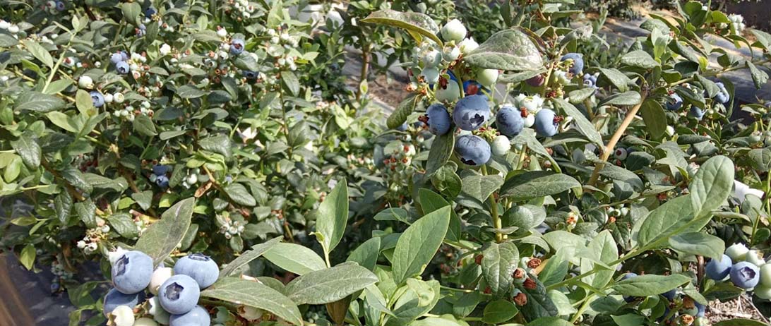 Cuna de Platero presenta su primera variedad propia de arándanos