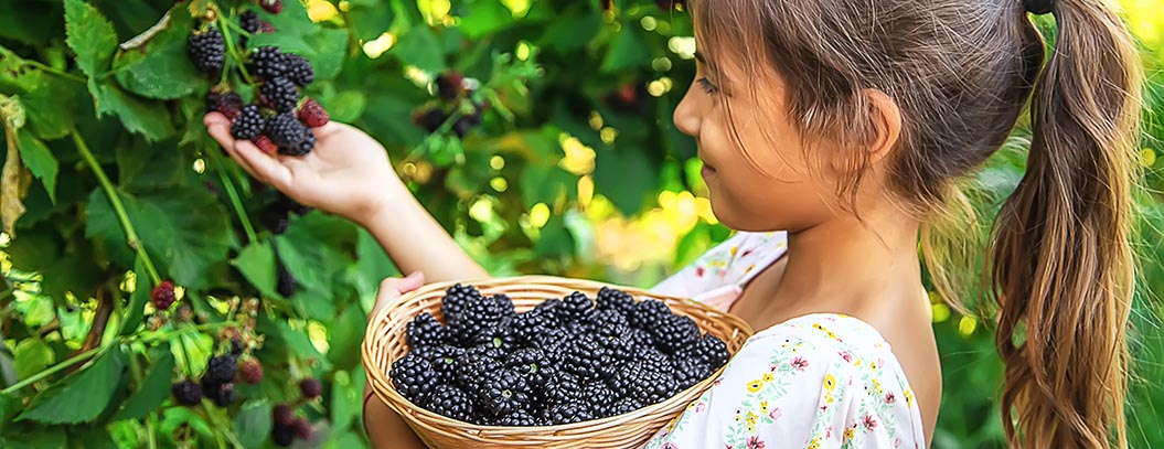 Moras: descubre cómo estas deliciosas frutas pueden mejorar tu sistema inmunológico y prevenir enfermedades